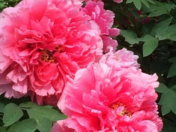 四月目光齊聚洛陽(yáng)，牡丹花會(huì)驚艷開(kāi)幕