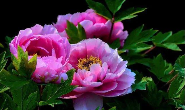 【“豫”見高端 “洛”賞牡丹】您有一封來自凌宇汽車的邀請函，請查收！